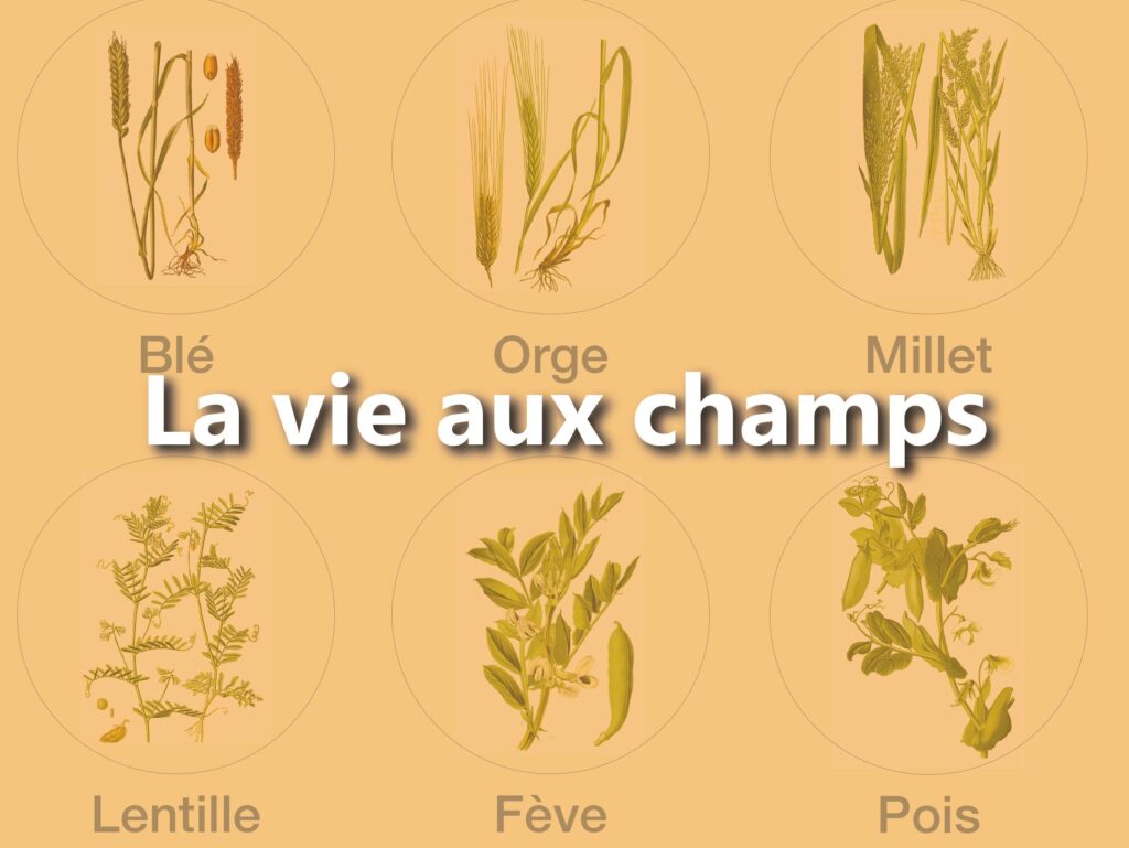 Photos de céréales et légumineuses avec un texte écrit dessus